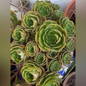 aeonium arboreum succulent plant